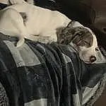 Dog, Carnivore, Comfort, Dog breed, Grey, Sleeve, Companion dog, Working Animal, Dog Supply, Linens, Great Dane, Furry friends, Bedding, Pattern, Couch, Black & White, Canidae, Nap, Blanket