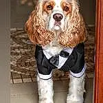Dog, Dog breed, Carnivore, Companion dog, Fawn, Liver, Snout, Dog Supply, Spaniel, Furry friends, Canidae, Toy Dog, Working Animal, King Charles Spaniel, Cocker Spaniel