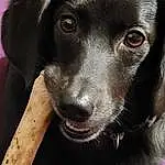 Dog, Carnivore, Dog breed, Jaw, Working Animal, Hat, Gesture, Whiskers, Ear, Snout, Liver, Close-up, Furry friends, Terrestrial Animal, Foot, Canidae, Borador