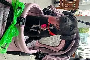 Name Labrador Retriever Dog Momo