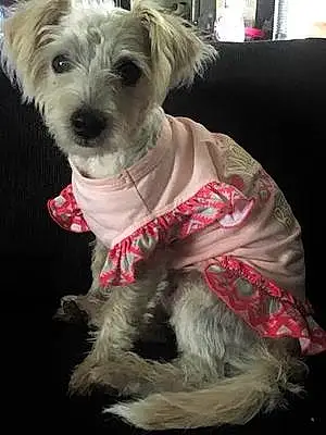 Aberdeen Terrier Dog Princess Polly