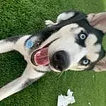 Dog, Dog breed, Carnivore, Grass, Sled Dog, Companion dog, Snout, Working Animal, Collar, Recreation, Plant, Canidae, Siberian Husky, Foot, Furry friends, Working Dog, Herding Dog, Non-sporting Group, Ancient Dog Breeds