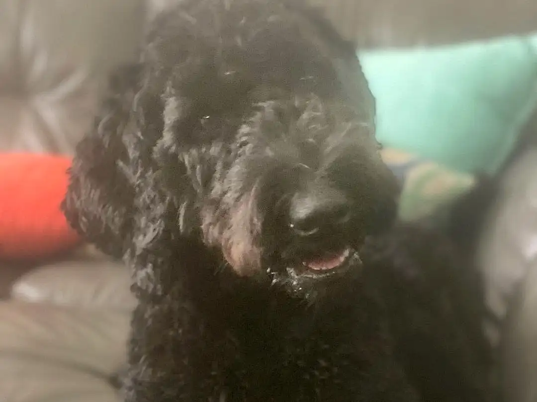 Dog, Water Dog, Carnivore, Dog breed, Companion dog, Snout, Working Animal, Comfort, Toy Dog, Furry friends, Terrier, Canidae, Terrestrial Animal, Labradoodle, Poodle, Couch, Non-sporting Group