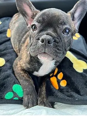 Name French Bulldog Dog Opal