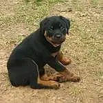 Dog, Dog breed, Carnivore, Working Animal, Companion dog, Fawn, Rottweiler, Snout, Terrestrial Animal, Plant, Grass, Canidae, Beaglier, Working Dog, Guard Dog, Hunting Dog, Paw, Soil, Carlin Pinscher