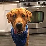 Dog, Carnivore, Dog breed, Kitchen Appliance, Fawn, Home Appliance, Companion dog, Cabinetry, Hound, Snout, Whiskers, Working Animal, Pet Supply, Dog Supply, Liver, Stove, Hardwood, Major Appliance