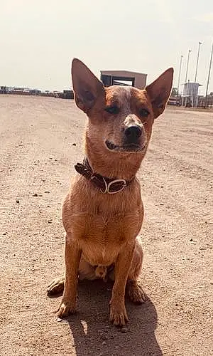 Name Australian cattle dog Dog Ringo