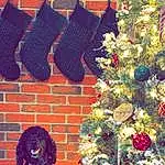 Christmas Tree, Dog, Christmas Ornament, Leaf, Blue, Plant, Carnivore, Christmas Decoration, Holiday Ornament, Ornament, Door, Dog breed, Christmas, Art, Tree, Evergreen, Event, Companion dog, Holiday, Christmas Eve