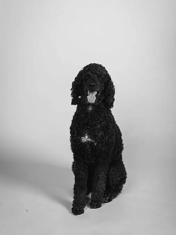 Dog, Toy, Dog breed, Sleeve, Carnivore, Water Dog, Working Animal, Snout, Companion dog, Creative Arts, Art, Terrestrial Animal, Canidae, Black & White, Furry friends, Font, Fashion Design, Monochrome, Shadow