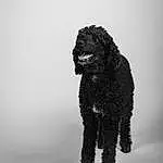 Dog, Water Dog, Dog breed, Carnivore, Grey, Working Animal, Companion dog, Snout, Poodle, Toy, Terrestrial Animal, Canidae, Art, Furry friends, Black & White, Monochrome, Snow, Non-sporting Group