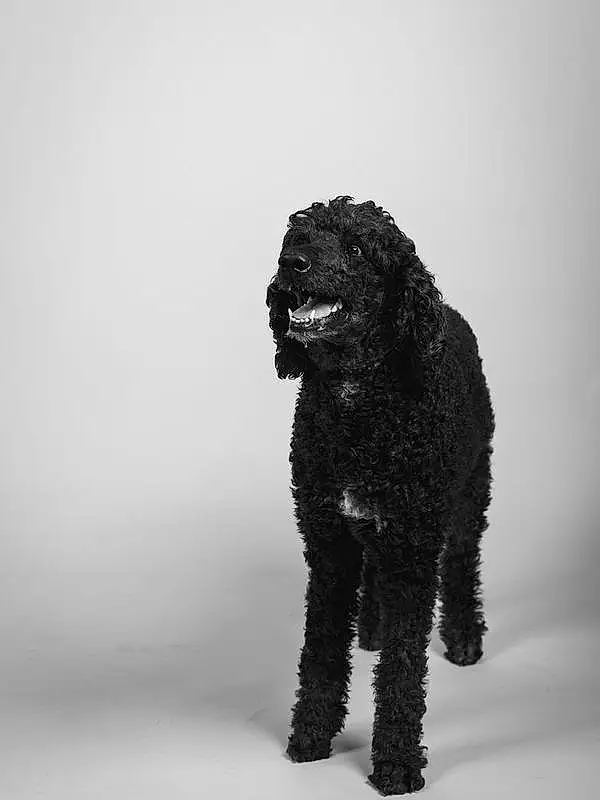 Dog, Water Dog, Dog breed, Carnivore, Grey, Working Animal, Companion dog, Snout, Poodle, Toy, Terrestrial Animal, Canidae, Art, Furry friends, Black & White, Monochrome, Snow, Non-sporting Group