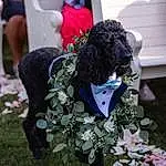 Flower, Hairstyle, Plant, Botany, Textile, Grass, Petal, Shorts, Flower Arranging, Fun, Event, Annual Plant, Electric Blue, Bouquet, Shrub, Furry friends, Spring, Sitting, Cut Flowers, Magenta