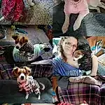 Dog, Photograph, Plant, Dog breed, Fashion, Textile, Carnivore, Pink, Companion dog, Fawn, Tartan, People, Smile, Collage, Plaid, Friendship, Beauty, Pattern