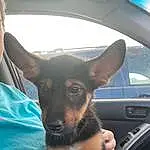 Dog, Dog breed, Ear, Carnivore, Window, Companion dog, Fawn, Whiskers, Automotive Mirror, Comfort, Snout, Toy Dog, Vehicle Door, Steering Wheel, Windshield, Head Restraint, Travel, Canidae, Furry friends