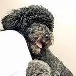 Dog, Water Dog, Dog breed, Carnivore, Companion dog, Working Animal, Poodle, Snout, Terrier, Canidae, Toy Dog, Furry friends, Pet Supply, Giant Dog Breed, Terrestrial Animal, Maltepoo, Non-sporting Group, Labradoodle