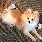 Dog, Spitz, Carnivore, Fawn, Dog breed, Whiskers, German Spitz, Companion dog, Toy Dog, Furry friends, German Spitz Klein, Canidae, Working Animal, Polka Dot, Tail, Puppy, Non-sporting Group, Dog Supply, Ancient Dog Breeds