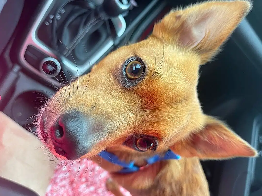 Dog, Dog breed, Carnivore, Ear, Whiskers, Companion dog, Fawn, Collar, Snout, Working Animal, Canidae, Liver, Furry friends, Vehicle Door, Toy Dog, Electric Blue, Nail, Selfie, Eyelash