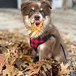 Dog, Carnivore, Dog Supply, Dog breed, Fawn, Companion dog, Whiskers, Snout, Pet Supply, Wood, Leash, Tail, Soil, Terrestrial Animal, Canidae, Autumn, Working Dog, Grass, Twig