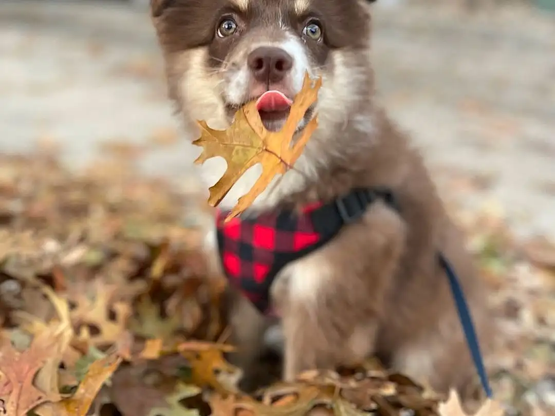 Dog, Carnivore, Dog Supply, Dog breed, Fawn, Companion dog, Whiskers, Snout, Pet Supply, Wood, Leash, Tail, Soil, Terrestrial Animal, Canidae, Autumn, Working Dog, Grass, Twig