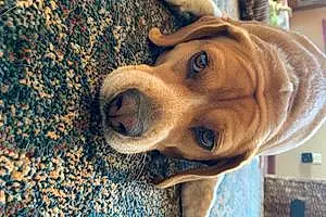 Name Beagle Dog Rey