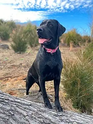 Name Labrador Retriever Dog Roxanne