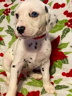 Name Dalmatian Dog Marshall