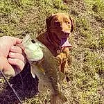 Dog, Carnivore, Plant, Fawn, Dog breed, Grass, Working Animal, Tail, People In Nature, Fish, Companion dog, Terrestrial Animal, Gun Dog, Liver, Soil, Collar, Dog Hiking, Canidae, Hound