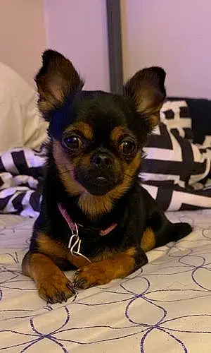 Name Chihuahua Dog Savannah