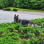 Dog, Plant, Leaf, Carnivore, Tree, Fawn, Grass, Shrub, Terrestrial Plant, Trunk, Groundcover, Companion dog, Landscape, Working Animal, Tail, Dog breed, Evergreen, Forest
