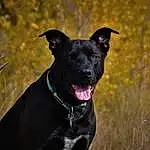 Dog, Dog breed, Canidae, Snout, Carnivore, Eyes, Plant, Patterdale Terrier, Rare Breed (dog), Formosan Mountain Dog, Feist, Labrador Retriever, Hunting Dog, Whiskers