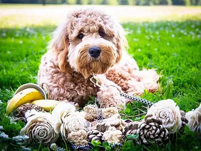 Dog, Canidae, Dog breed, Cockapoo, Carnivore, Goldendoodle, Companion dog, Labradoodle, Poodle Crossbreed, Lagotto Romagnolo, Puppy, Grass, Miniature Poodle, Standard Poodle, Plant, Spanish Water Dog, Rare Breed (dog)