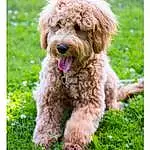 Dog, Dog breed, Canidae, Cockapoo, Carnivore, Maltepoo, Poodle Crossbreed, Goldendoodle, Companion dog, Terrier, Miniature Poodle, Poodle, Labradoodle, Toy Poodle, Cavapoo, Puppy, Schnoodle