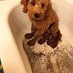 Dog, Canidae, Dog breed, Goldendoodle, Carnivore, Miniature Poodle, Toy Poodle, Cockapoo, Poodle Crossbreed, Poodle, Companion dog, Labradoodle, Puppy, Toy Dog, Non-sporting Group, Cavapoo, Standard Poodle, Water Dog