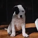 Dog, Dog breed, Canidae, Carnivore, Border Collie, Snout, Companion dog, Puppy, Rare Breed (dog)