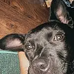 Dog breed, Dog, Canidae, Nose, Snout, Skin, Ear, Carnivore, Formosan Mountain Dog, Eyes, Feist, Whiskers, Rare Breed (dog), Puppy, Patterdale Terrier, Furry friends, Non-sporting Group