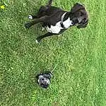 Dog, Canidae, Dog breed, Grass, Carnivore, Boston Terrier, Puppy, Non-sporting Group, Tail, French Bulldog, Lawn, Hunting Dog