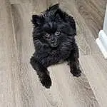 Cat, Black cats, Felidae, Small To Medium-sized Cats, Furry friends, Carnivore, Canidae, Tail, Domestic Long-haired Cat, Persian, British Longhair, Dog breed