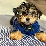 Dog, Dog breed, Canidae, Puppy, Morkie, Maltepoo, Carnivore, Schnoodle, Yorkipoo, Yorkshire Terrier, Companion dog, Terrier, Australian Terrier, Small Terrier, Snout, Toy Dog, Chinese Imperial Dog, Norwich Terrier