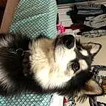 Carnivore, Canidae, Dog, Dog breed, Furry friends, Finnish Lapphund, Whiskers
