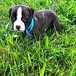 Dog, Dog breed, Canidae, Carnivore, Grass, American Staffordshire Terrier, Puppy, American Pit Bull Terrier, Plant, Rare Breed (dog), Pit Bull, Non-sporting Group, Companion dog, Terrier, Staffordshire Bull Terrier