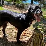 Dog, Dog breed, Canidae, Carnivore, Rare Breed (dog), Companion dog, Hunting Dog