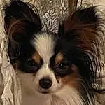 Dog, Carnivore, Whiskers, Companion dog, Dog breed, Snout, Toy Dog, Working Animal, Terrestrial Animal, Furry friends, Canidae, Papillon, Working Dog, Herding Dog