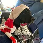Dog, Canidae, Pointer, German Shorthaired Pointer, Dog breed, Pointing Breed, Carnivore, Pattern, Holiday, Furry friends, Dog Clothes, Spaniel, Hunting Dog, Puppy