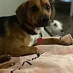 Dog, Dog breed, Canidae, Carnivore, Snout, Beagador, Harrier, Companion dog, Beagle, Puppy, Fawn, Rare Breed (dog), Broholmer, Whiskers, Mountain Cur, Puggle, Treeing Walker Coonhound