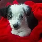 Dog breed, Dog, Canidae, Carnivore, Puppy, Snout, Companion dog, Parson Russell Terrier, Border Collie, Jack Russell Terrier