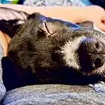 Nose, Snout, Canidae, Dog, Nap, Dog breed, Sleep, Puppy, Carnivore, Furry friends, Whiskers