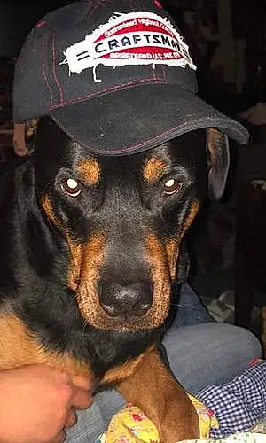 Rottweiler Dog Cam