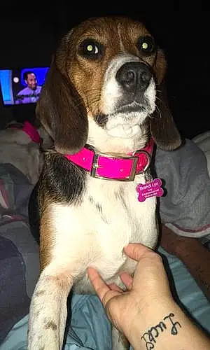 Name Beagle Dog Brandi