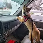 Dog, Car, Vehicle, Carnivore, Dog breed, Vroom Vroom, Steering Wheel, Window, Automotive Exterior, Vehicle Door, Fawn, Car Seat, Comfort, Companion dog, Car Seat Cover, Collar, Auto Part, Personal Luxury Car, Snout, Hood
