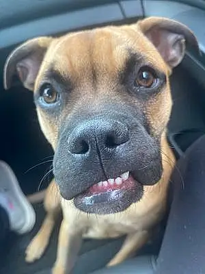 Name Boxer Dog Gus